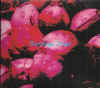 bondage_fruit_st.jpg (27560 bytes)