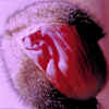 segers_areyououtofmymind_pv.jpg (31553 bytes)
